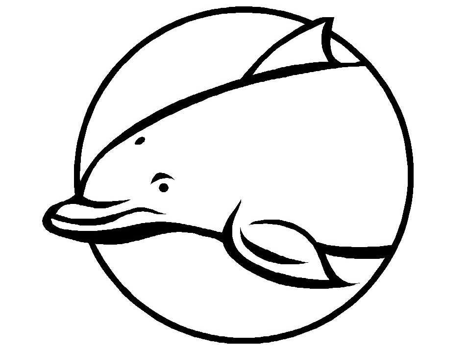 delfin7.jpg