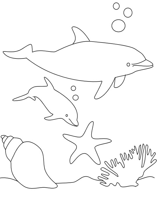 delfin.jpg